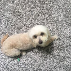 Meet your Posher, Armine